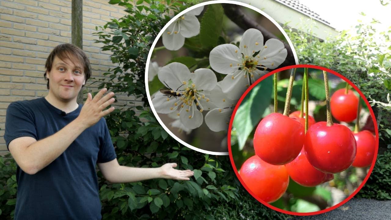 Dé makkelijkste kersenboom voor beginners: ontdek de Dubbele Meikers!