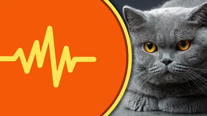 Video 2157961: british shorthair cat meowing, sound british shorthair meow, cat sounds pets, petted enjoying