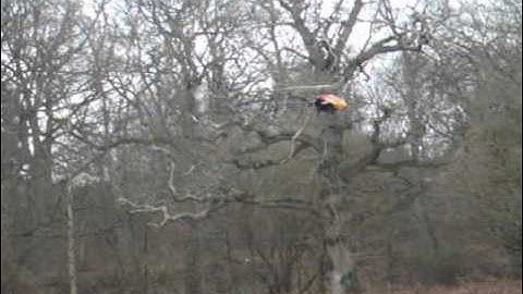 hk500gt  from  Hobbyking Trex 500 clone RC Heli