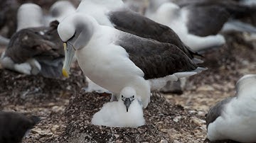 Fake nests fight real threat of extinction for the shy albatross