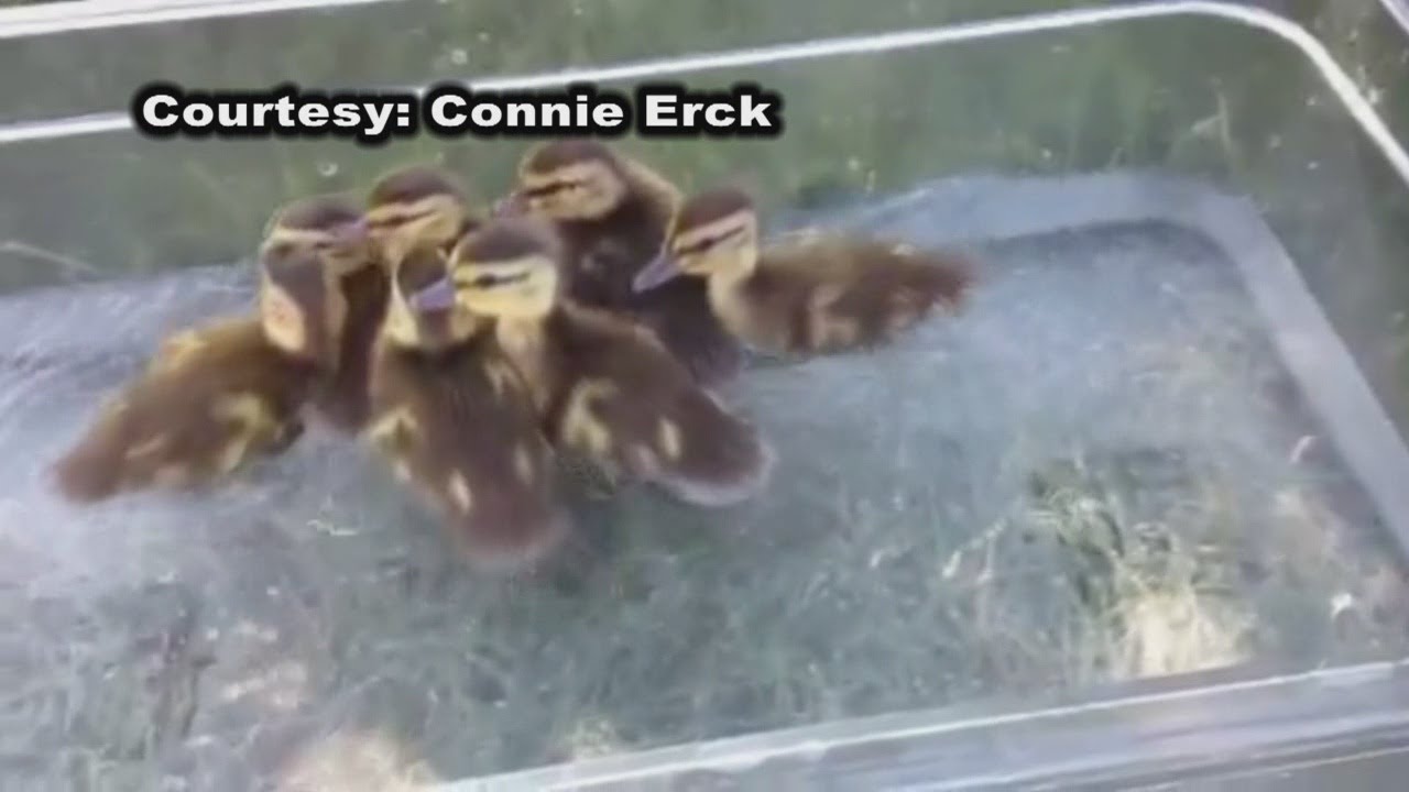 Ducks rescued from storm drain - YouTube