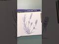 How to draw Lavender flower✨ #art #floraart #drawing #sketch #lineart #plants #botanicalart #doodle