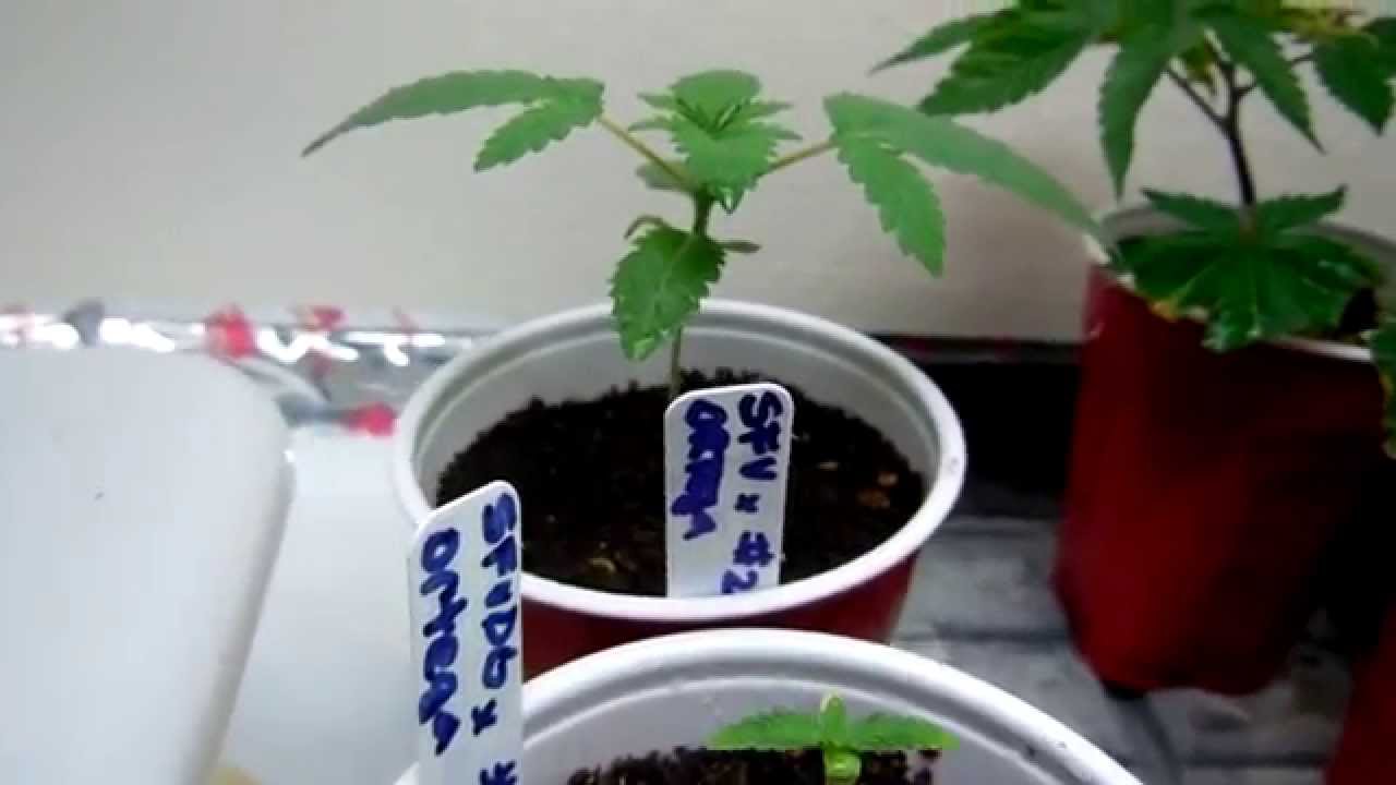 CannaVenture SFV og x Update 3