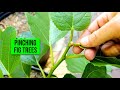 HOW & WHY to Pinching Fig Trees