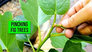 HOW & WHY to Pinching Fig Trees