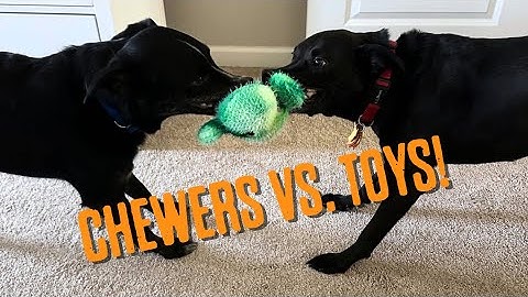 Best Dog Toys for Aggressive Chewers | What Actually Works?