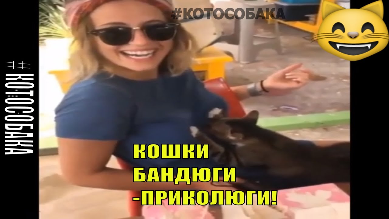 Карина кутюр мопсихи