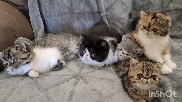 Video 11056491: exotic kitten, sleepy kitten, kitten sweet