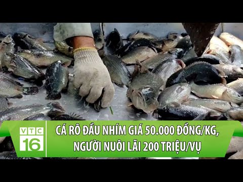 Video Cá rô đầu nhím giá 50.000 đồng/kg, người nuôi lãi 200... - youtube