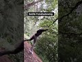 Swing goes wrong