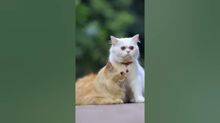 Video 10498061: persiancat persians, persiancat cat love