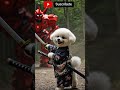 Perro samurai se encuentra con un meca  #shorts #funny #dog