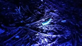 Orange and Black Millipede