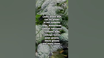 Leafy Greens Grown in Agritom’s Vertical Farming Systems