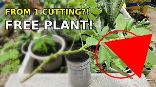 How to Grow Schefflera from Cuttings - Schefflera Propagation