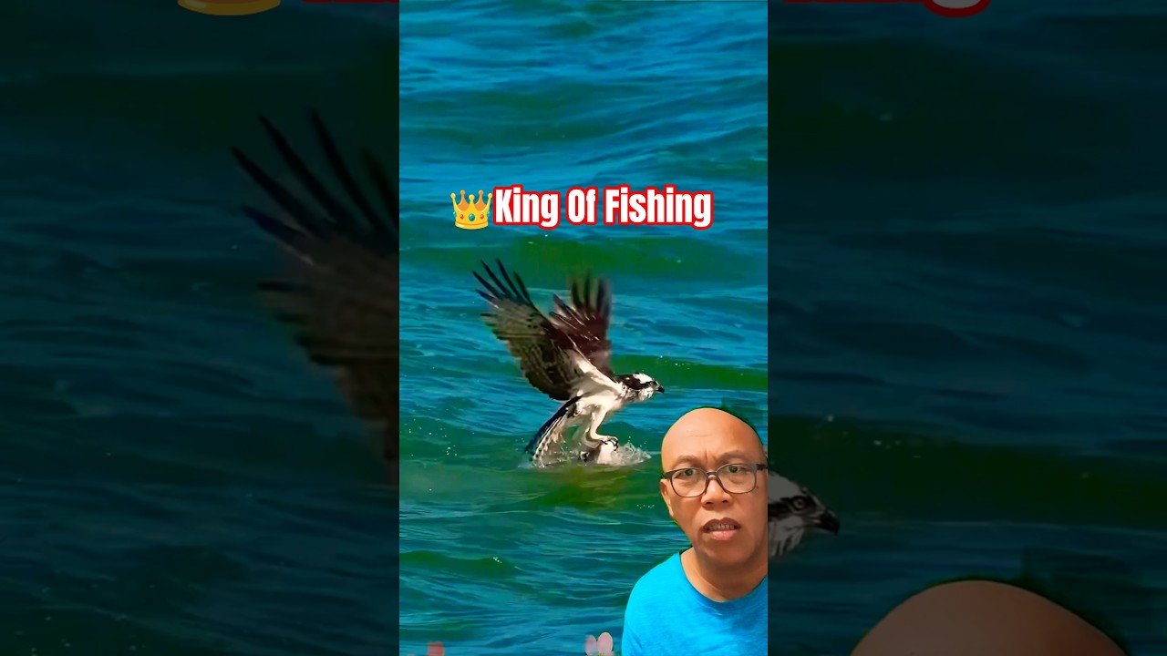 Epic Osprey Dive! Catches a Giant Fish in One Strike 