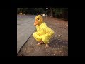 Si ves a este PATO por la calle, corre rápido y pide AYUDA!!! (Pato Salvaje) 🐤🔥