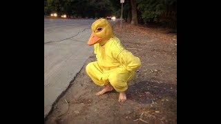 Si Ves A Este Pato Por La Calle, Corre Rápido Y Pide Ayuda Pato Salvaje