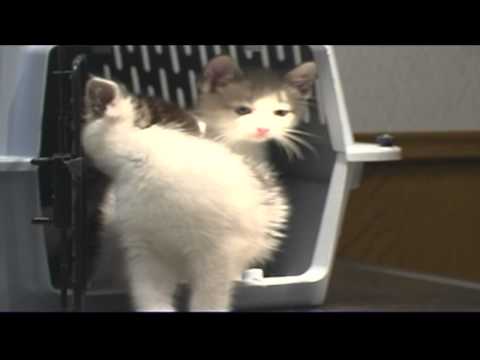 Video: Feline Immunodeficiency Virus (FIV) bei Katzen