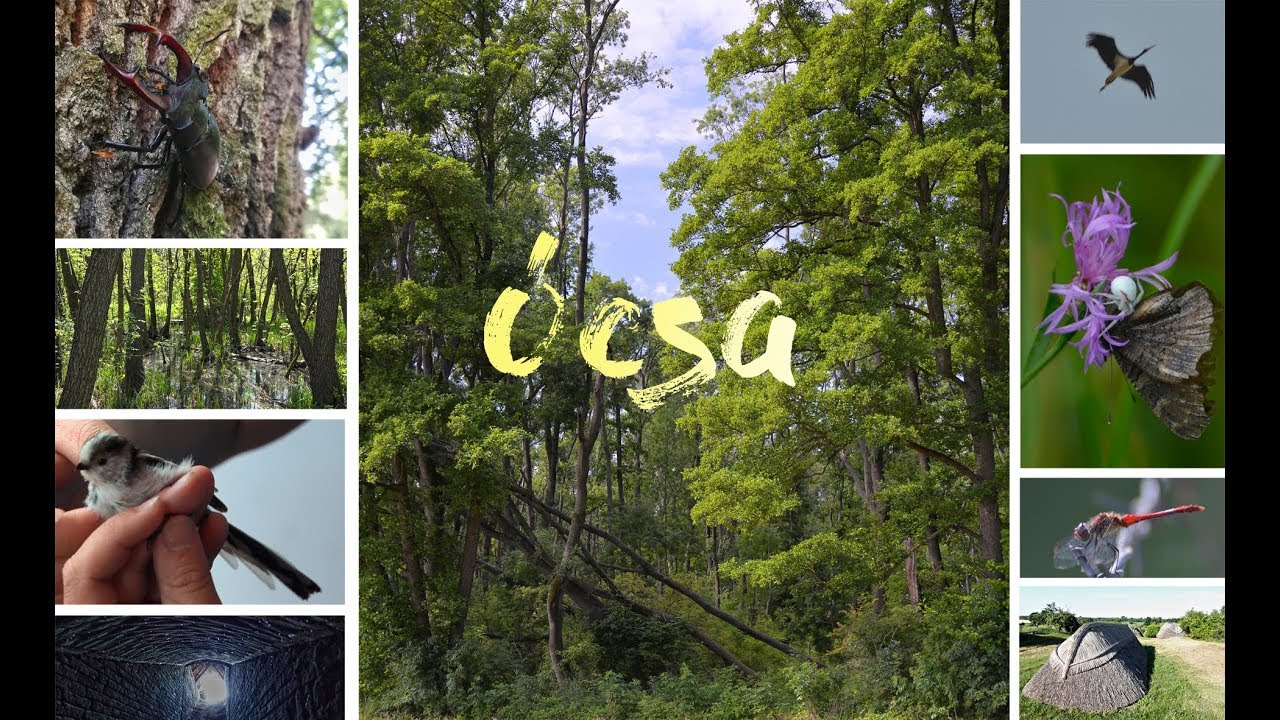 Ócsa, ezerarcú vadon Budapest közelében