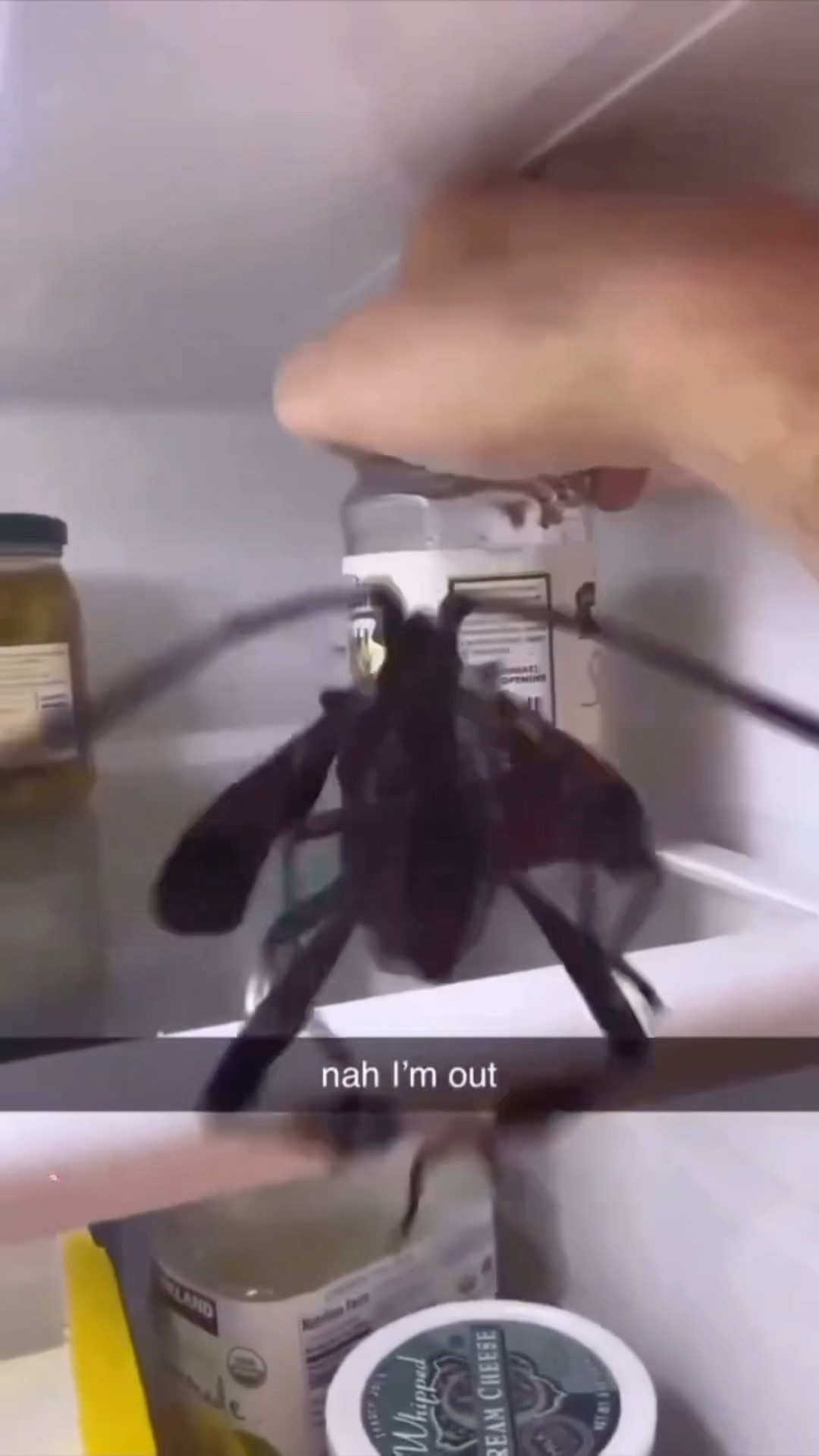 See if you can spot it #comedy #funny #lol #prank #pranks