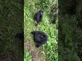 A gorilla family with their new baby born happy wild family wildlife gorillatag gorilla rwanda