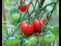 My Secret For Great Container Tomatoes