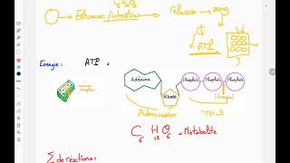 La consommation de la matière organique et le flux d'énergie | Introducion -1