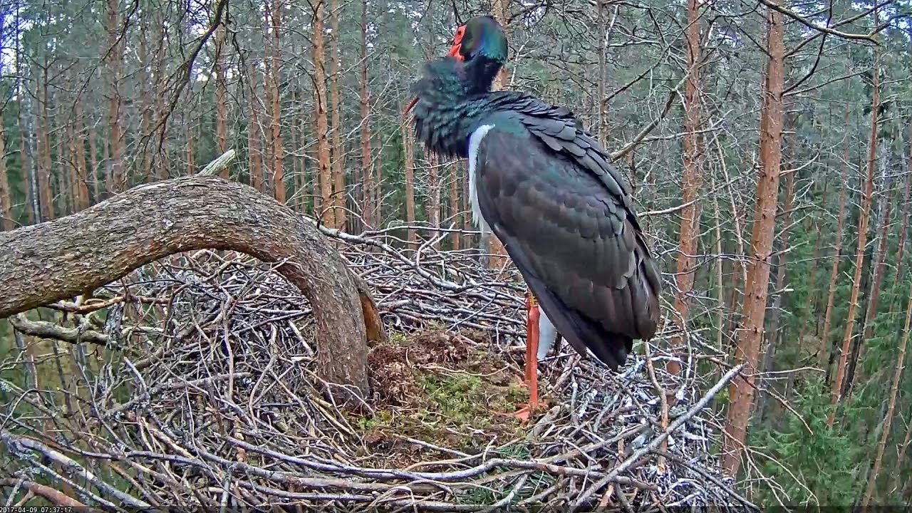 2017/04/09 07h37m Estonia Black Stork~Karl is calling
