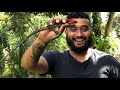 RARE RED HEADED BROWN BASILISK CAUGHT! WHY THO? (Jesus Lizard)