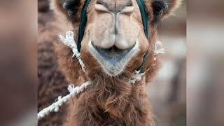 видео: Тауелібай Тамдыбұлақ картинка: Тауелібай Тамдыбұлақ