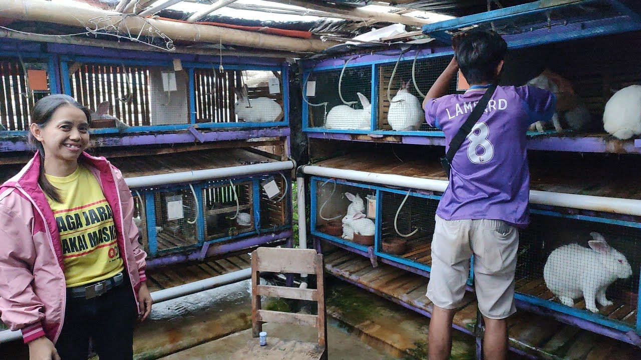 PETERNAK KELINCI WANITA  DI SEMARANG// KANDANG BERSIH & PRODUKSI LANCAR