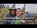 Método Pupiwaki de Transplante de Árboles. De Huerto a Bosque | PD: No matar al Cucamelon VLOG