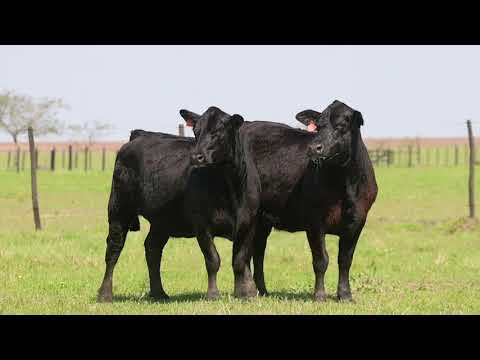 LOTE  72 -  (2211 -  2219)
