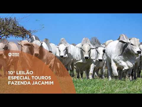 TERRA PECUÁRIA - 10º LEILÃO ESPECIAL TOUROS JACAMIM