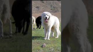 Great Pyrenees Guard Skills Unleashed: The Ultimate Protector for Your Home. #shorts #dog #doglover