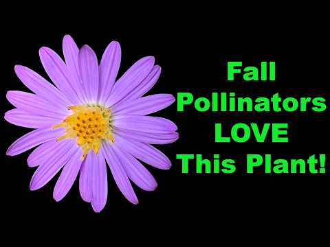 Fall Asters: One of the Best Fall Flowers for Pollinators (Don't Miss Out)!