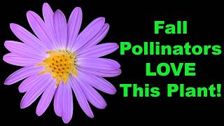 Fall Asters: One of the Best Fall Flowers for Pollinators (Don't Miss Out)!