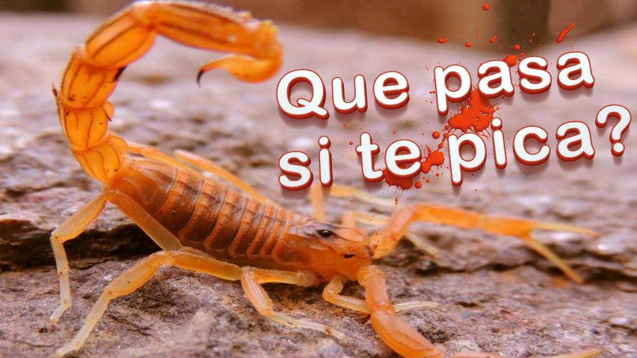 ¿Qué pasa si te pica un escorpión? gaticuriosos YouTube ¿Qué pasa si te pica un escorpión? gaticuriosos YouTube