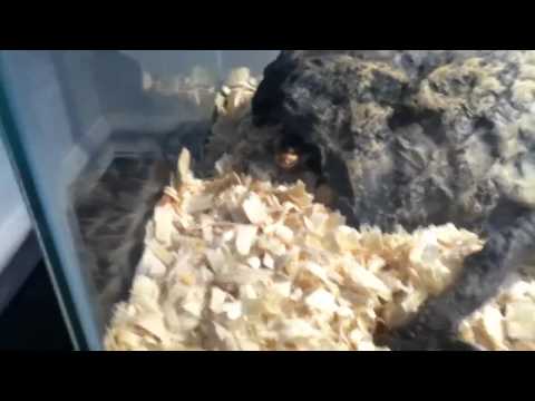 Random ball python agression syndrome?