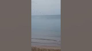 video 1530349265