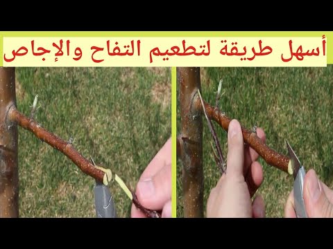 فيديو: كيفية زراعة الملفوف (بالصور)