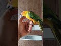 sun conure birds| Free Flying 🪽| #a4aquarium #sunconure #pets