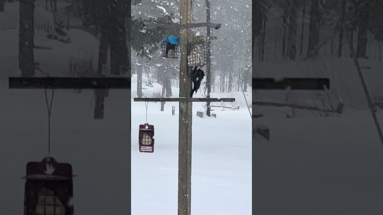 Lake Bellaire-Big Lil, female pileated wp, loads up and takes off from the yard post-1/28/26