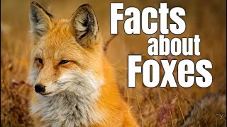 Fox Facts for Children screenshot 5