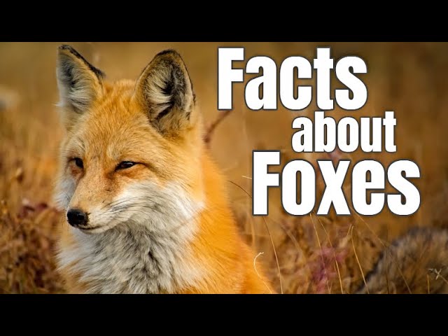 Fox Facts for Children class=