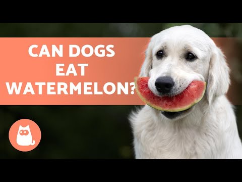 Video: Can Watermelon Be Given To Dogs