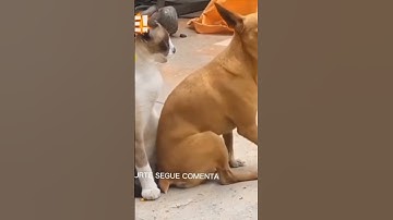 omg haha#shorts #funny #dog