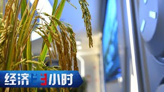 全球首例！中国人的种菜天赋上天了！在太空种出了全周期水稻 「经济半小时」20230911 | 财经风云