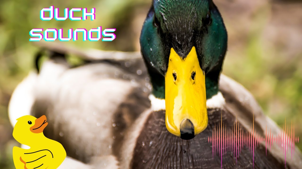 What Sounds do Ducks Make?Duck Sound EffectDuck NoiseDuck sounds